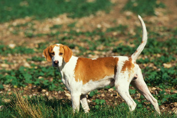 Veľký anglo-francúzsky durič: Sila a čuch v aristokratickom balení